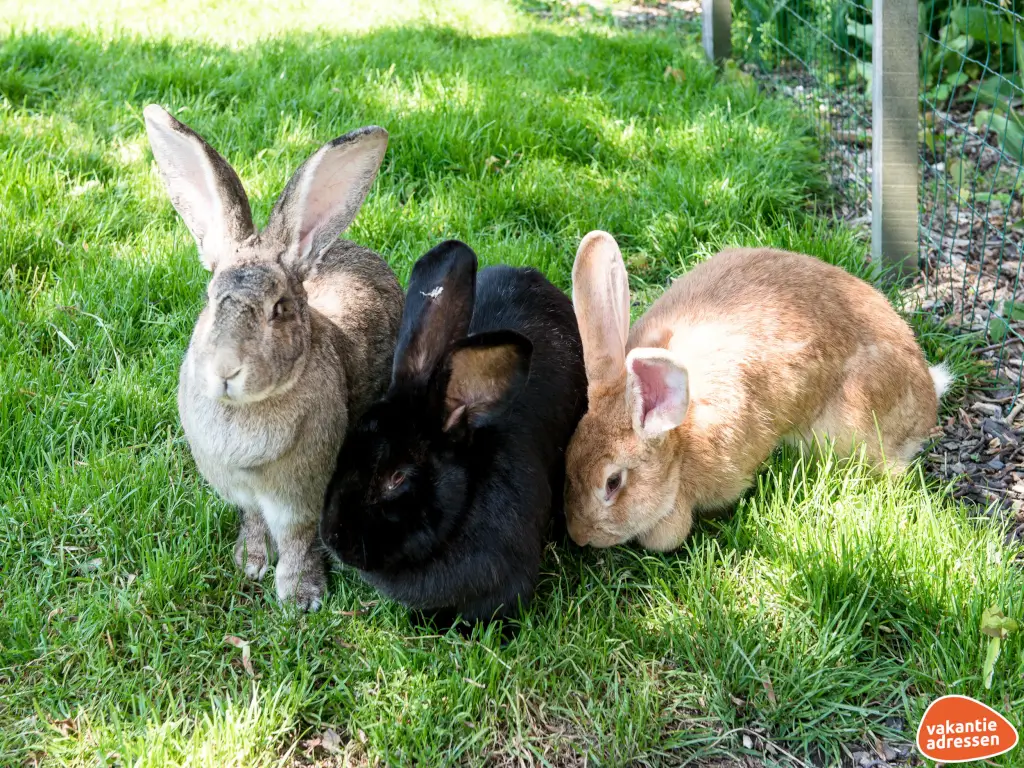 Vakantieadressen accommodatie afbeelding