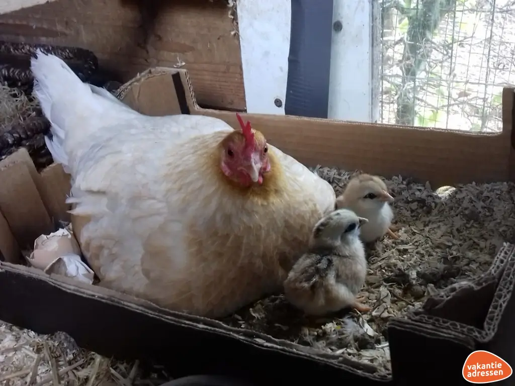 Vakantieadressen accommodatie afbeelding