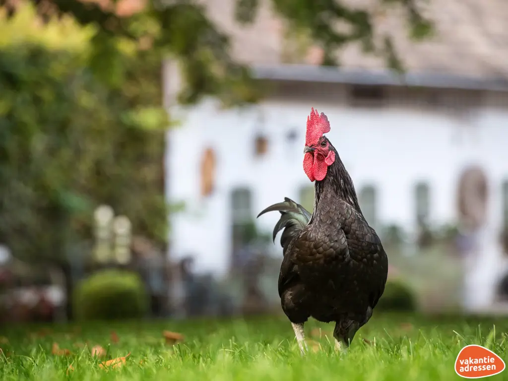 Vakantieadressen accommodatie afbeelding