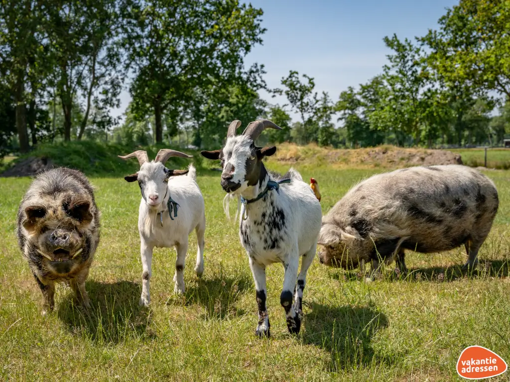 Vakantieadressen accommodatie afbeelding